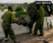http://www.roi-heenok.com/html/images/gifs/98b9578cf9076c31f44905b393ce18f1.gif